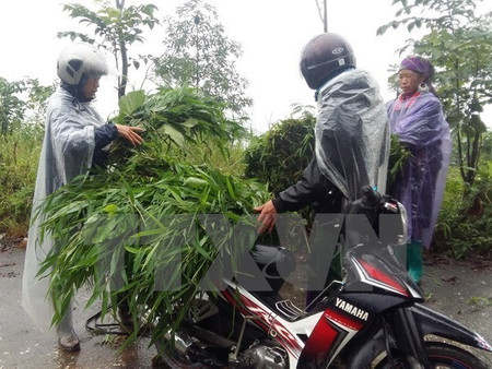 Khu vực Bắc Bộ mưa rét, vùng núi cao nhiệt độ dưới 10 độ C