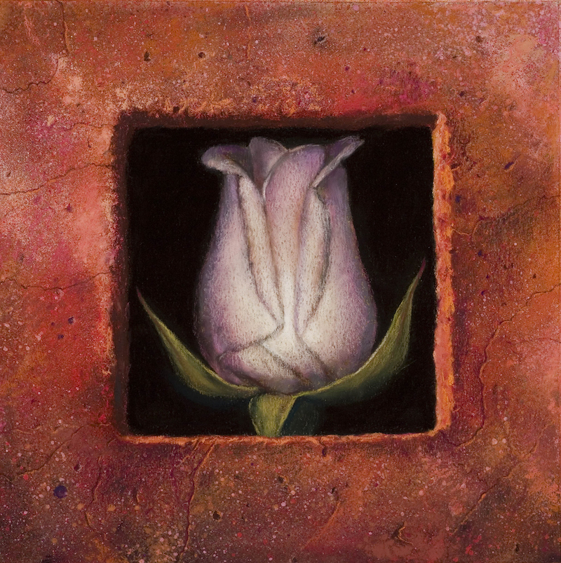 Tim Reilly, "White Rose," 2009, pastel on La Carte paper, 11 x 11 in. Sold.