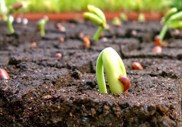 Cách sử dụng phân bón vi sinh vật hiệu quả