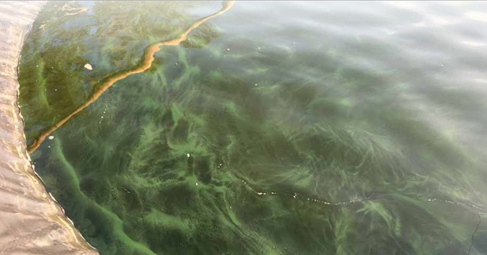 Ao tôm chuyển sang màu xanh đậm