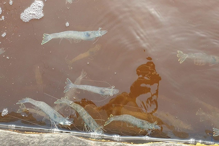 Tôm tấp mé, nổi đầu