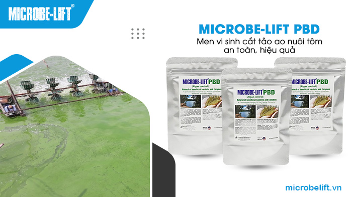 Cắt tảo hiệu quả bằng men vi sinh Microbe-Lift PBD.
