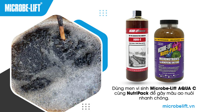 Dùng men vi sinh Microbe-Lift AQUA C cùng NutriPack để gây màu ao nuôi nhanh chóng.