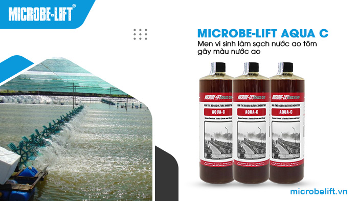 Duy trì dùng men vi sinh Microbe-Lift AQUA C để làm sạch ao nuôi tôm, kiểm soát chất lượng nước.