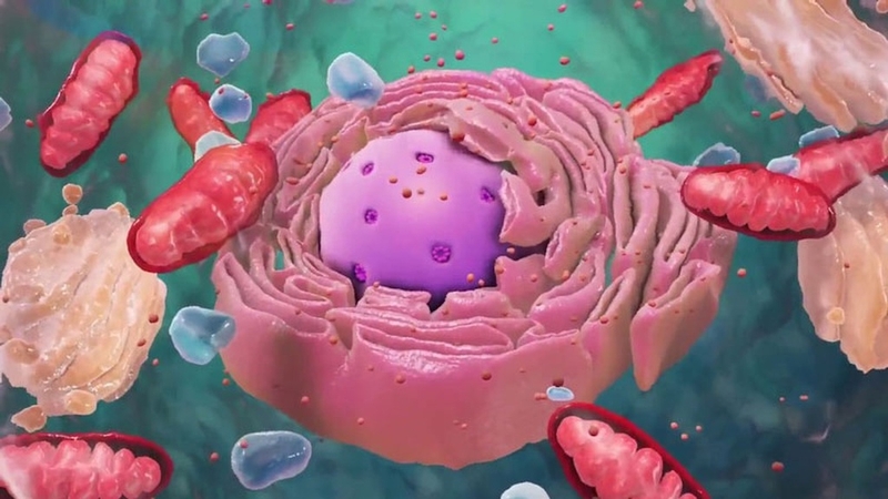 Quá trình phân chia tế bào xảy ra như thế nào?