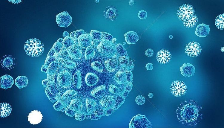 Mỗi cơ quan của tế bào nấm đều có những thành phần và chức năng khác nhau