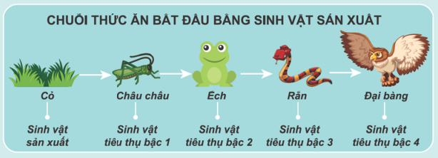 Trao đổi vật chất trong hệ sinh thái - Sinh học 12