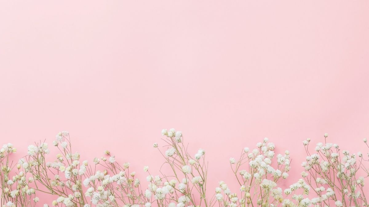 Ý tưởng Powerpoint 20/11 đơn giản với hoa baby trắng trên nền hồng