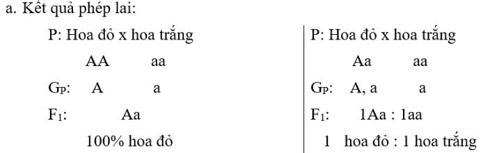 Giải VBT Sinh 9 bài 3: Lai một cặp tính trạng (tiếp theo)