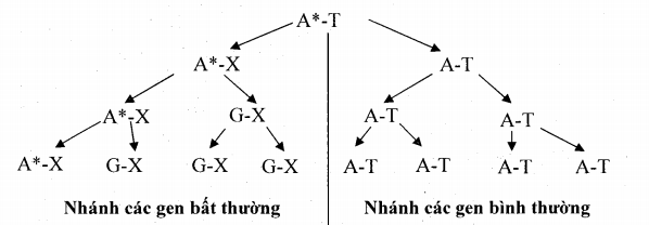 Sơ đồ về cơ chế phát sinh đột biến gen