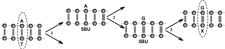 Chất hóa học 5-BU gây đột biến thay thế A - T thành G - X - ví dụ về cơ chế phát sinh đột biến gen 