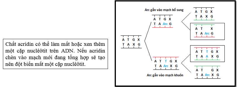 Đột biến do acridin - ví dụ về cơ chế phát sinh đột biến gen