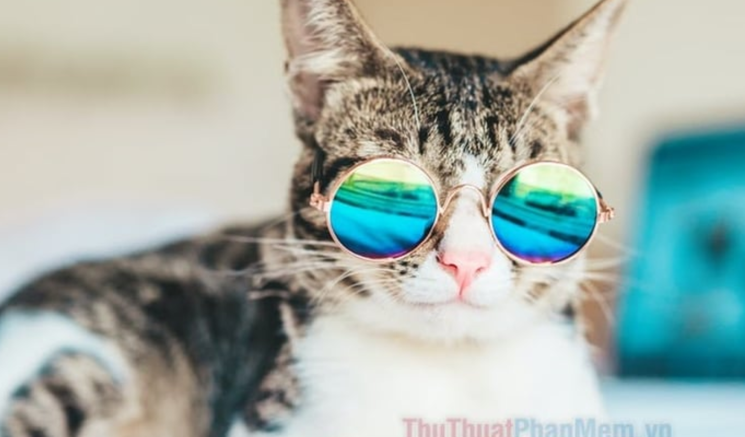Chú mèo siêu ngầu trong cặp kính