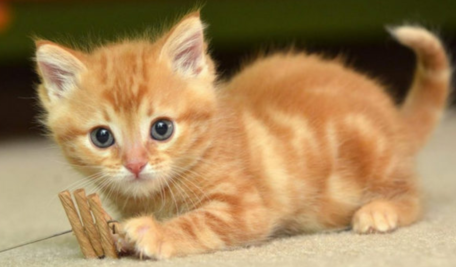 Chú mèo vàng siêu dễ thương