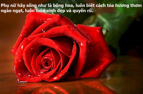 Bàn tay dịu dàng chạm vào đóa hoa, gợi nhớ những cap hài hước so sánh phụ nữ với vẻ đẹp độc đáo của các loài hoa.