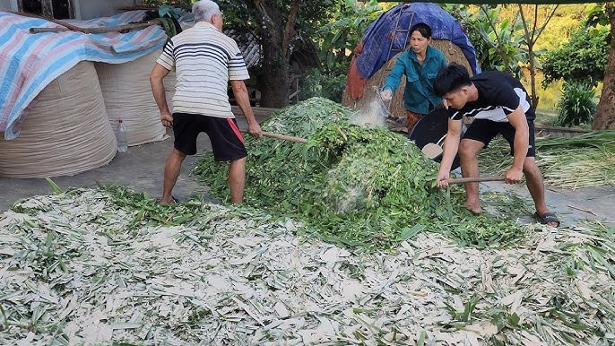 Thức ăn thô là nguồn cung cấp chất xơ cho lợn, giúp kích thích hệ tiêu hóa, hỗ trợ quá trình nhai lại và phòng ngừa táo bón