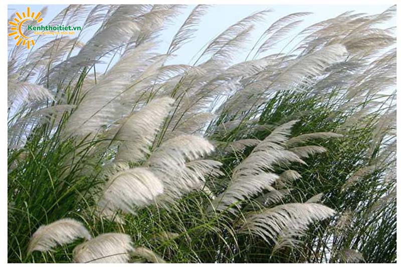 Gió mậu dịch có tính chất gì? Tác động của nó đến khí hậu nước ta