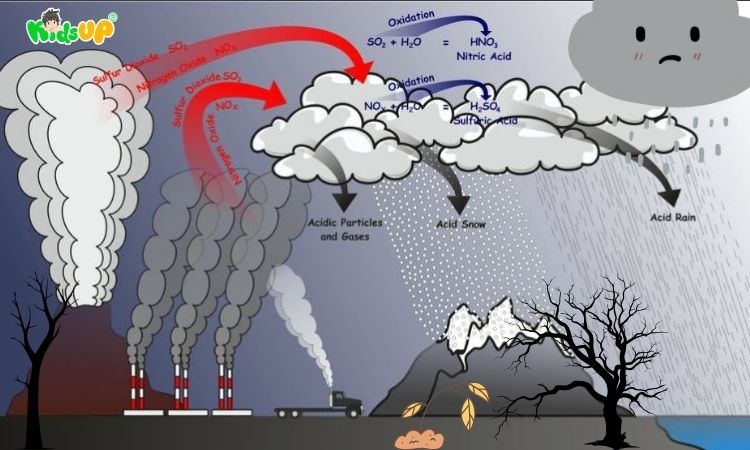 Hình ảnh mưa axit