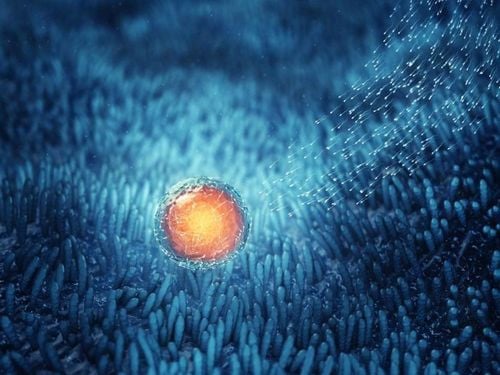 Hormone FSH là gì?