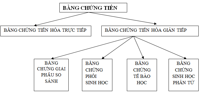Các bằng chứng tiến hóa