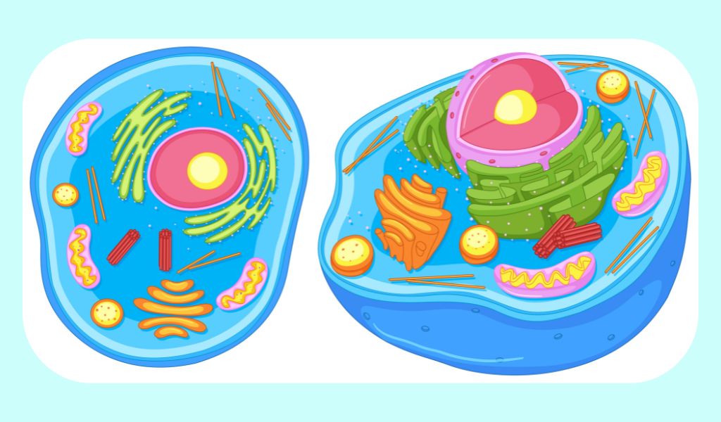 Ribosome có thể tồn tại tự do trong tế bào chất hoặc gắn trên lưới nội chất hạt