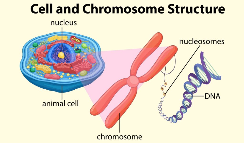 Sự tự nhân đôi ADN nhằm bảo đảm tế bào con nhận đầy đủ thông tin di truyền
