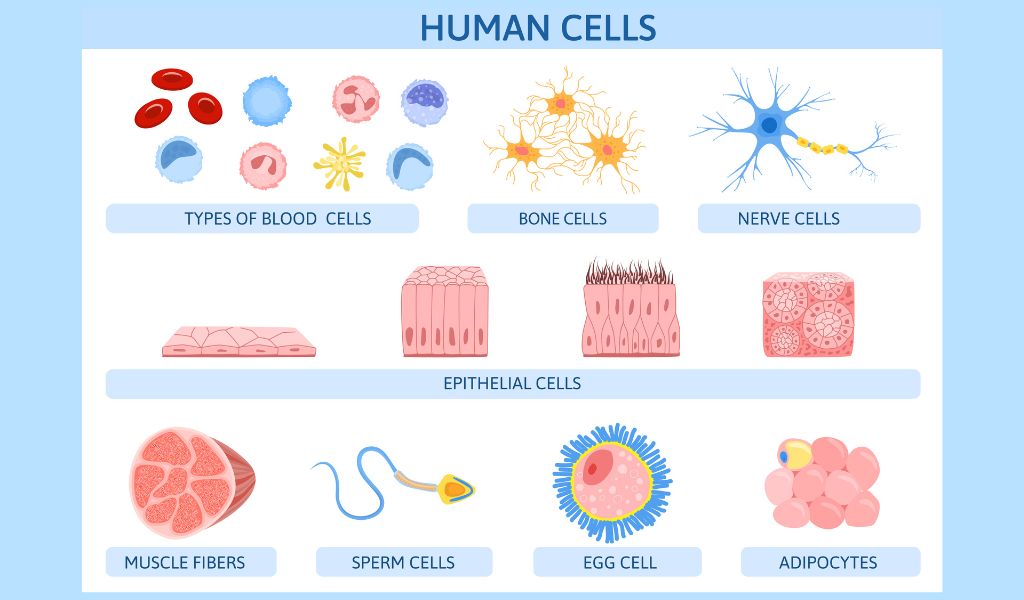 Tế bào là gì? Cấu tạo các bộ phận chính và chức năng của tế bào