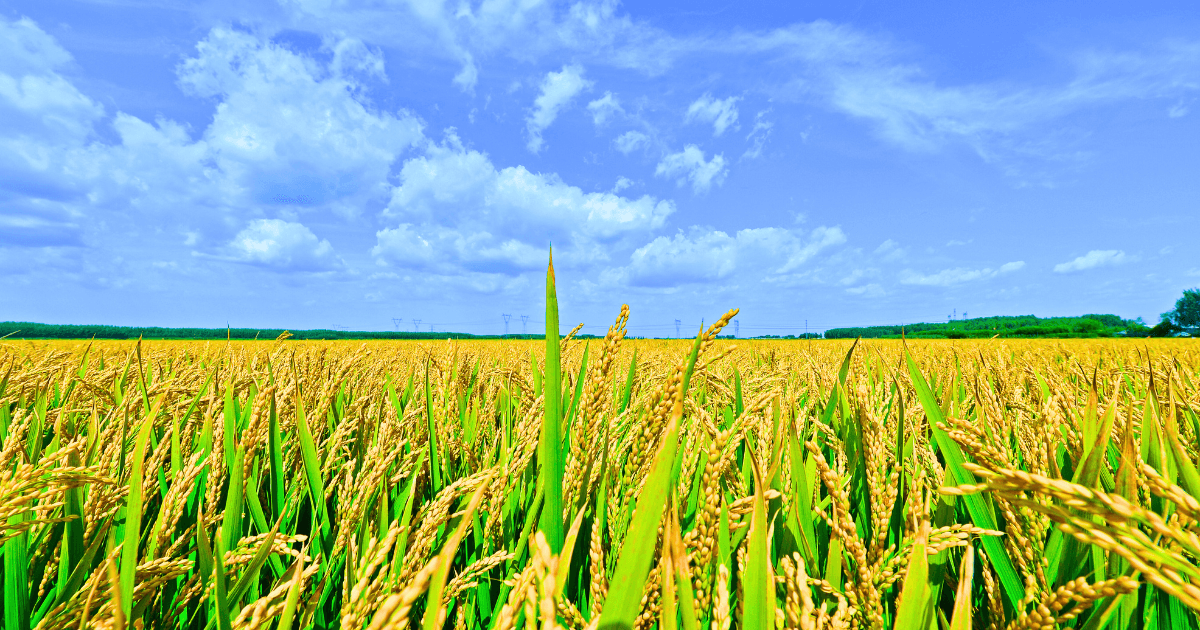 Vai trò quan trọng của Kali đối với cây trồng – Bí quyết tăng năng suất cây trồng