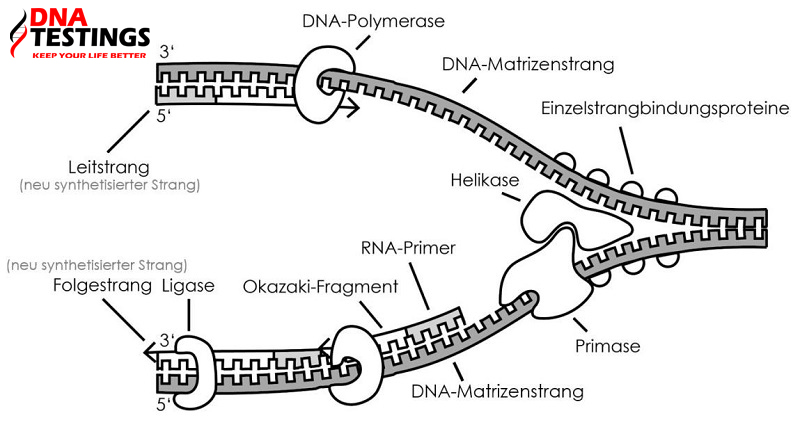 vai trò của enzim adn polimeraza trong nhân đôi adn