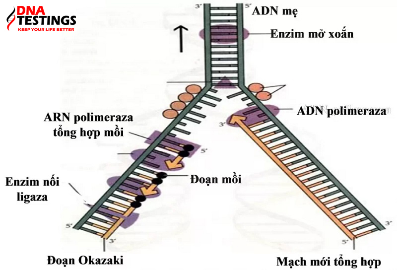 Vai trò của enzim ADN Pôlimeraza trong quá trình nhân đôi ADN