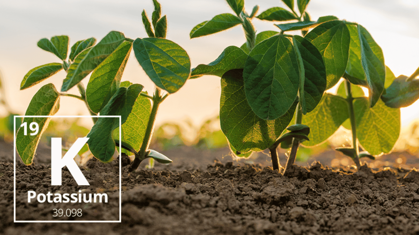 Vai trò của kali đối với thực vật