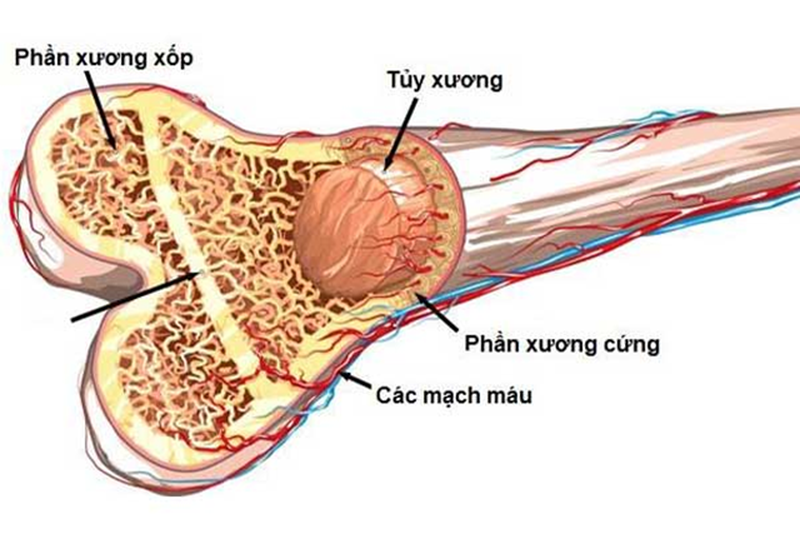 Góc giải đáp: Cấu tạo xương thế nào? Xương dài ra do đâu?