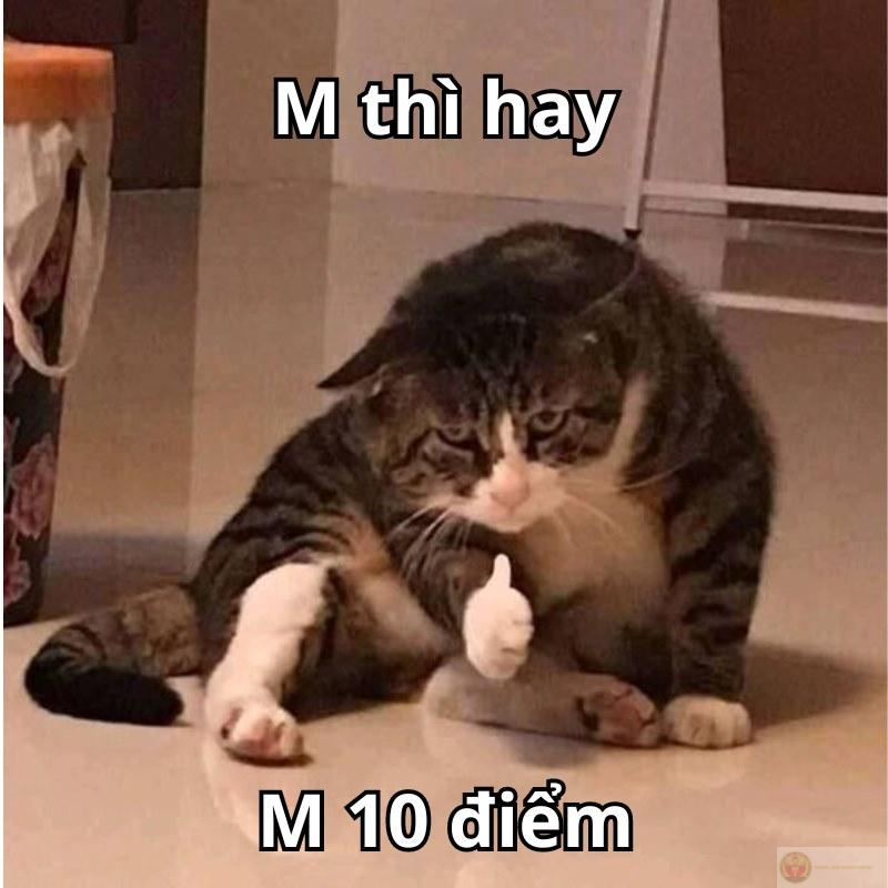 Ảnh 10 điểm meme