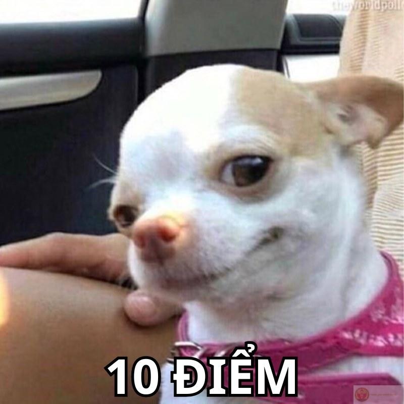 Lú như này vẫn đáng 10 điểm luôn á