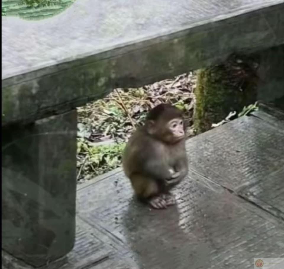 Tôi mệt rồi, không muốn cố thêm nữa đâu