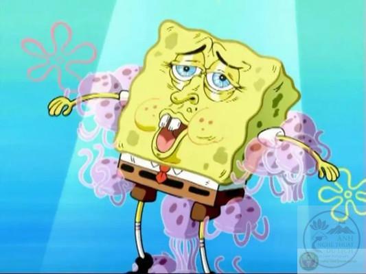 Meme spongebob chế vui
