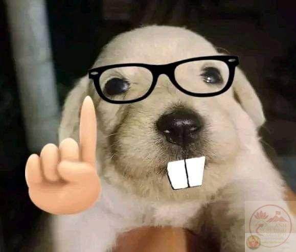 Một ảnh chế nerd ngốc nghếch nhưng lại tạo tiếng cười bất tận trong các cuộc trò chuyện