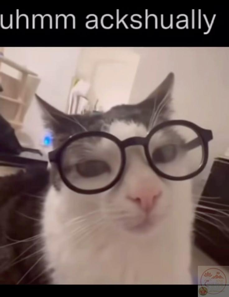 Meme mọt sách phản ánh sự dí dỏm trong cách nhìn về nhân vật chăm học quá mức