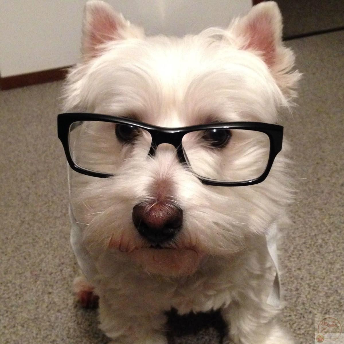 Nerd meme khiến dân mạng bật cười vì sự đối lập giữa nghiêm túc và ngây ngô