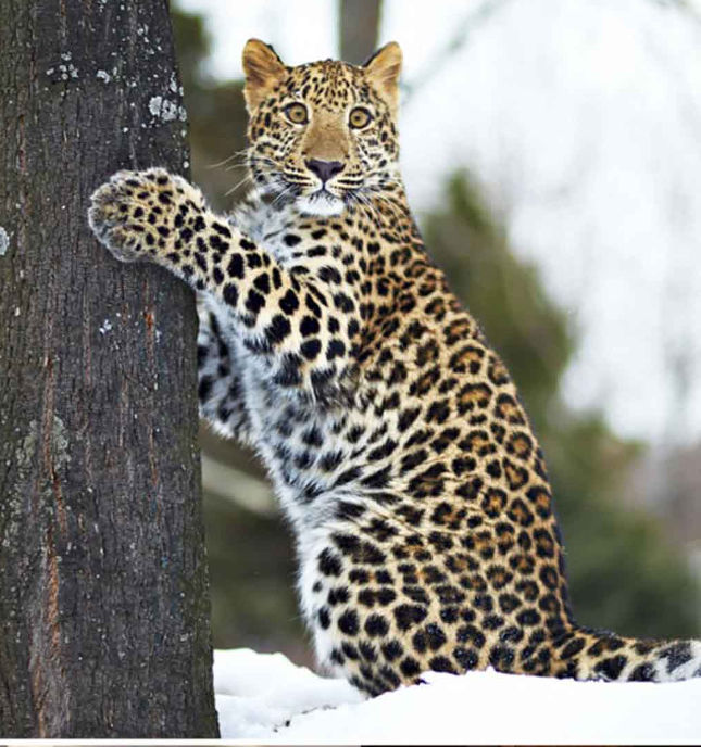 Bộ ảnh siêu “bựa” sẽ khiến bạn khâm phục khả năng Photoshop của con người 8