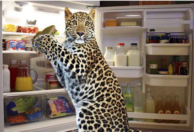 Bộ ảnh siêu “bựa” sẽ khiến bạn khâm phục khả năng Photoshop của con người 9