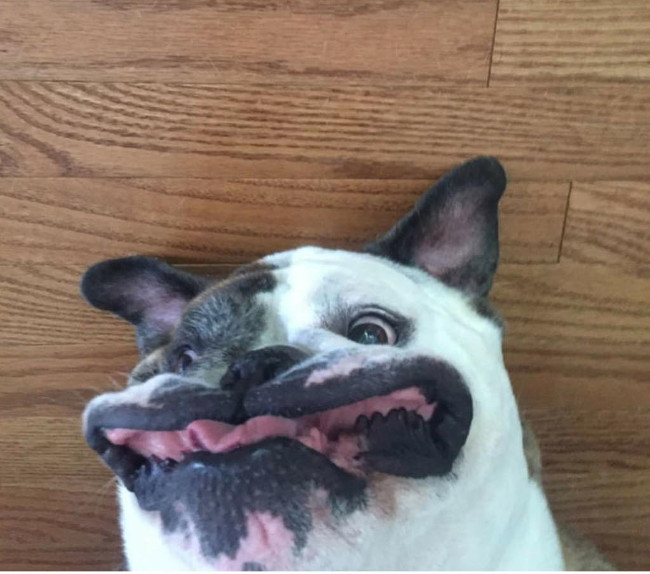 Bộ ảnh siêu “bựa” sẽ khiến bạn khâm phục khả năng Photoshop của con người 12