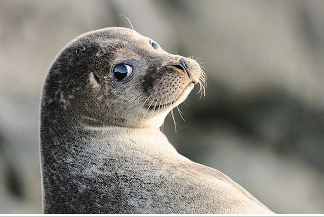 Bộ ảnh siêu “bựa” sẽ khiến bạn khâm phục khả năng Photoshop của con người 14