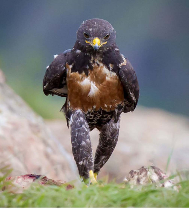 Dẫn đầu ban nhạc