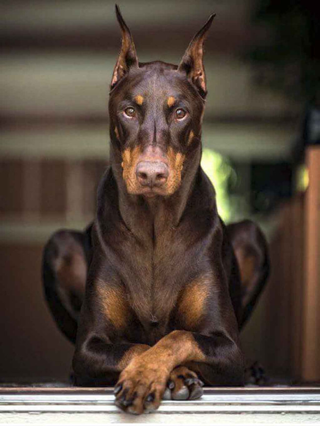 Bộ ảnh siêu “bựa” sẽ khiến bạn khâm phục khả năng Photoshop của con người 20