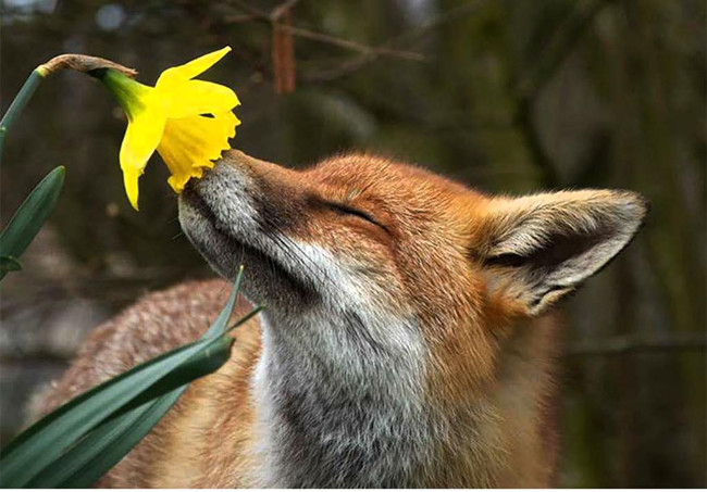 Bộ ảnh siêu “bựa” sẽ khiến bạn khâm phục khả năng Photoshop của con người 4