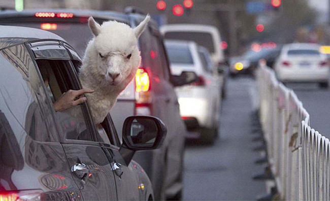 Bộ ảnh siêu “bựa” sẽ khiến bạn khâm phục khả năng Photoshop của con người 6