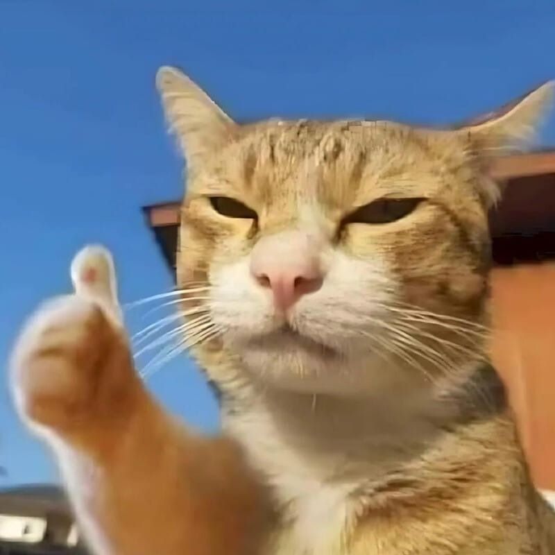 Lý do meme mèo cười được yêu thích