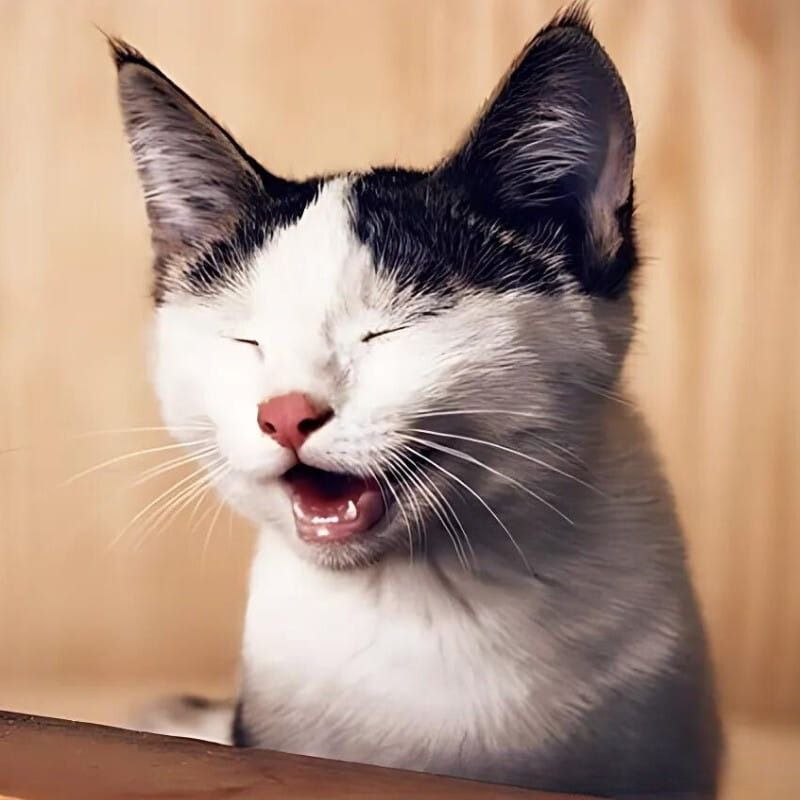 Meme mèo cười nhe răng