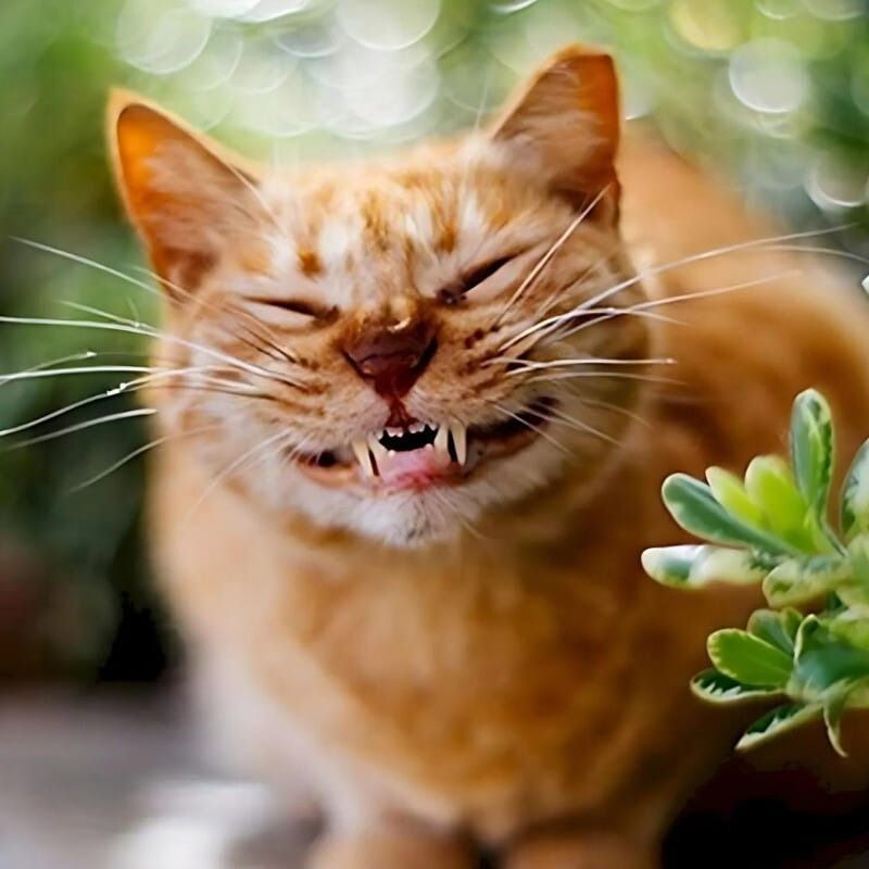 Meme mèo cười nhe răng